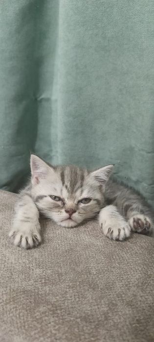 Продам шотландских котят