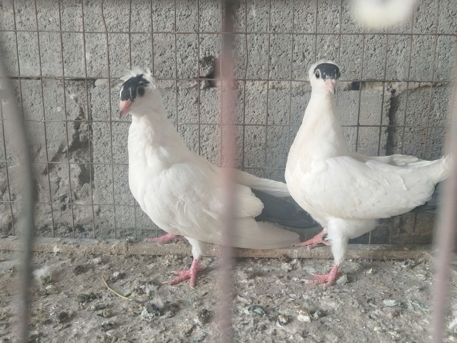 Московский монах