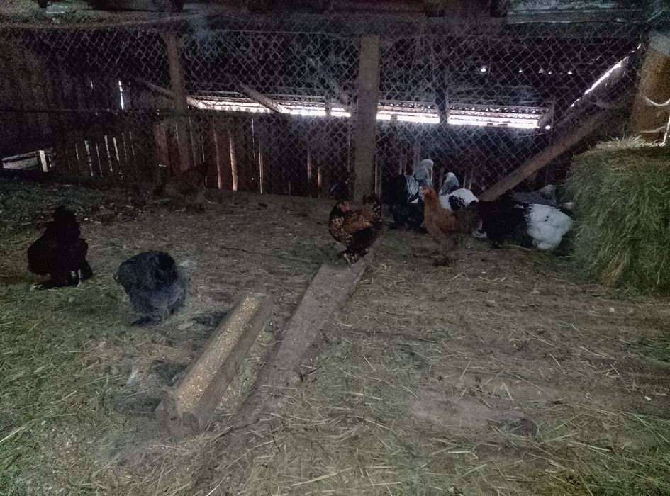 Oua brahma culori amestecate