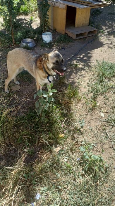 Отдам пса в хорошие руки