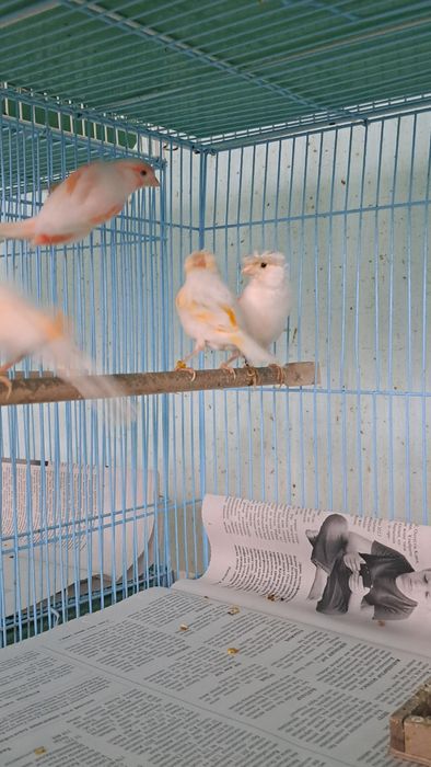 Кансрейки. Самцы и самки