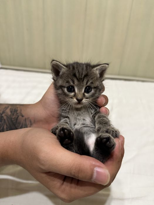 Отдам котят в хорошие руки