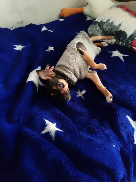 Отдам в добрые руки той терьер