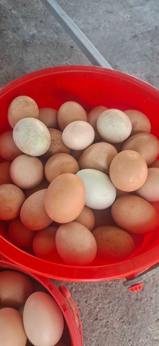 Vând ouă proaspete