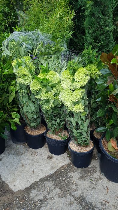 Leandru. lămâi. mandarin. hortensia  palmieri