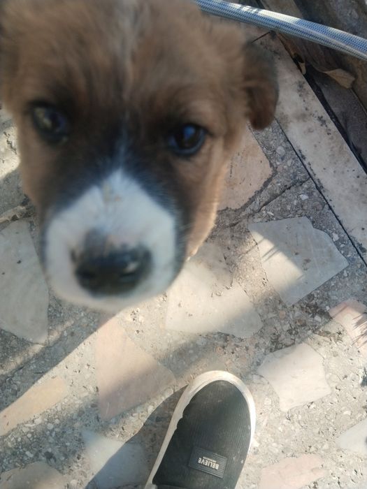 Продается щенок!