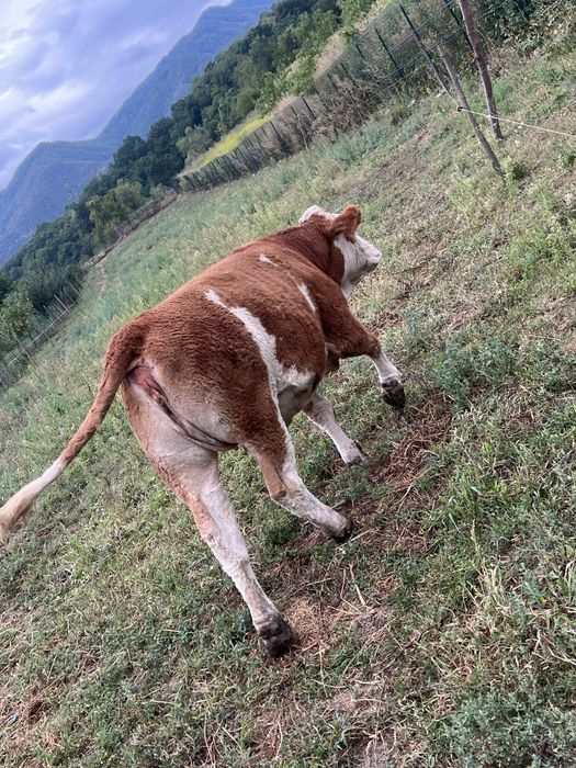 De vanzare juninca gestantă detali la nr de telefon 0751208474
