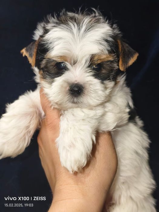 Шикарные щенки биверов.