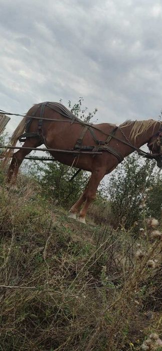 Vând 2 iepe. Mai multe detalii la telefon.