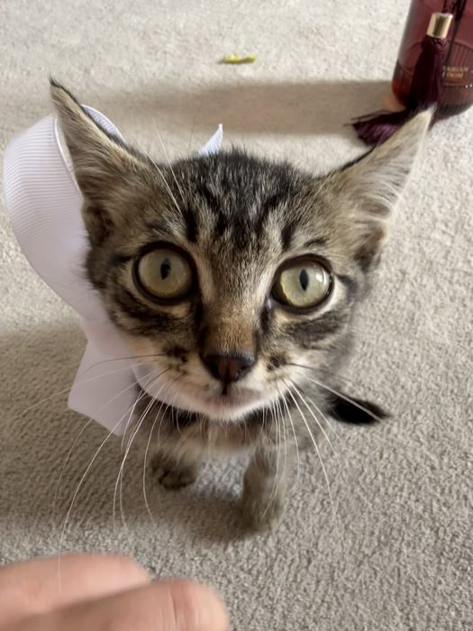 Отдам в добрые руки котенка