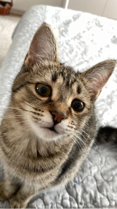 Кошка стерилизованная .