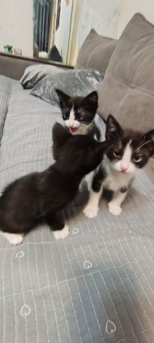 Отдам котят в добрые руки