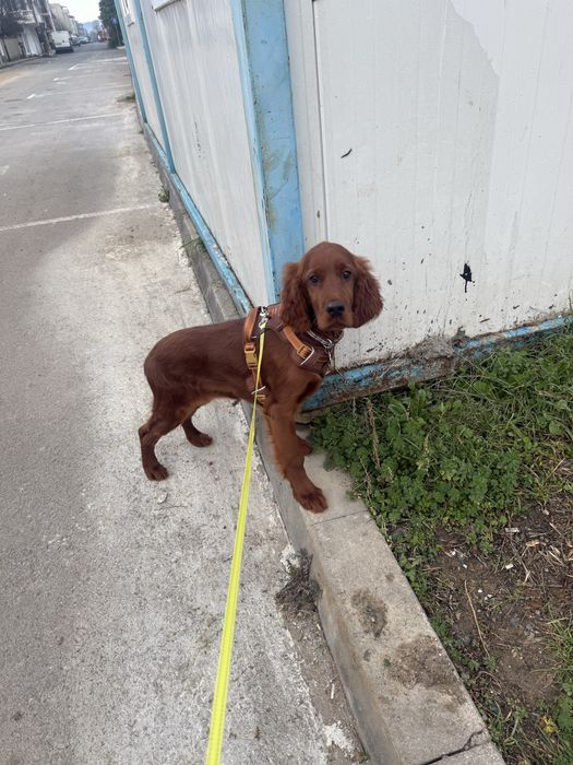 Продавам Ирландски Сетер