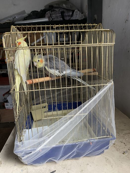 Продам попугая Корелла