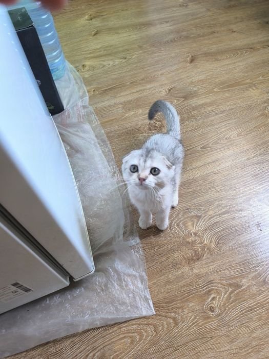 Mushuk Skottish fold