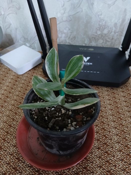 Комнатные цветы адаптированные