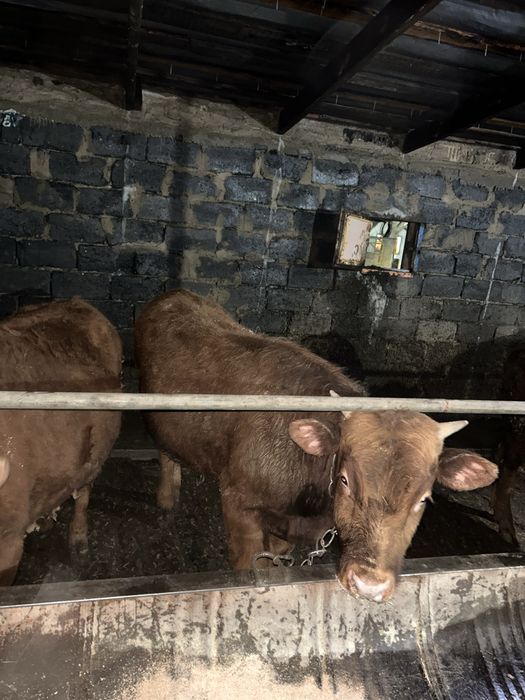 Продается бычки годовалые