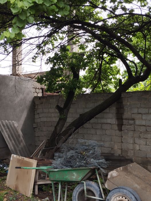 3 та Урик дарахт кимга керак булса кесиб олсин донасини нархи