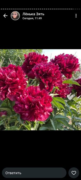 Продам цветы уличные