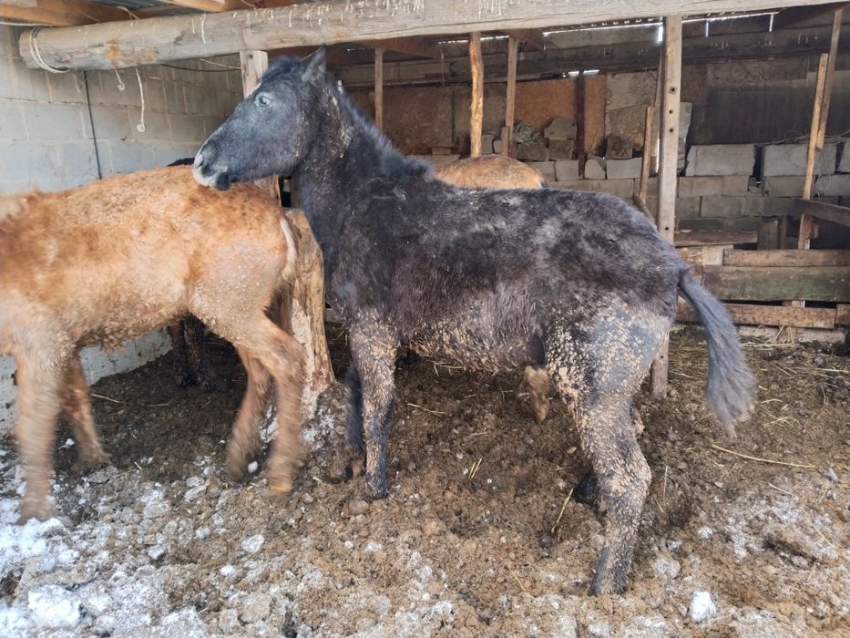 Бордакы тайлар сатылады