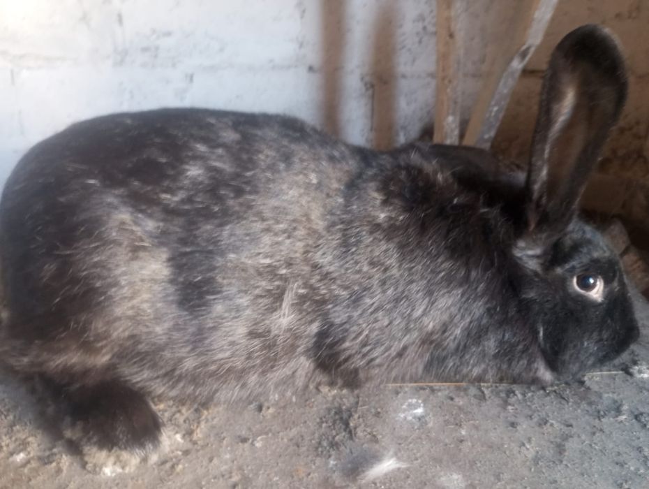 Продам кроликов молодых