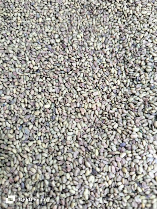 Семена люцерны, жоңышқа тұқымы