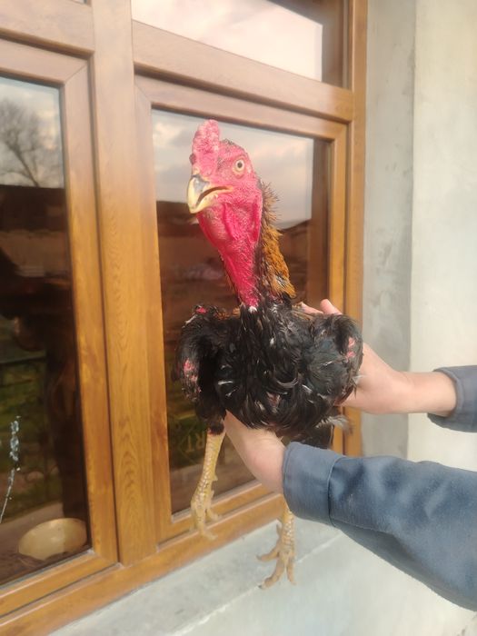 Дакан хороз сотилади 10 ойли