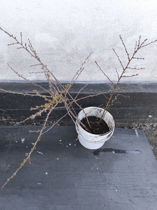 продам саженцы войлочной вишни.вишню,1 л 600 тг. свежие,домашние,вкусн