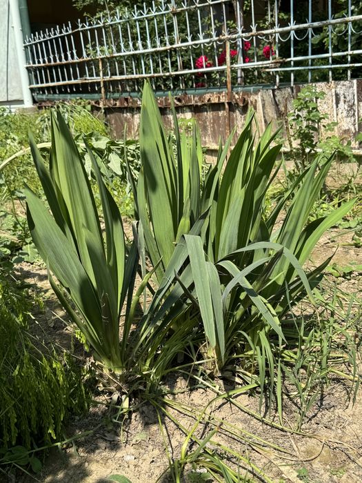Юкка садовая ( декоративная)
