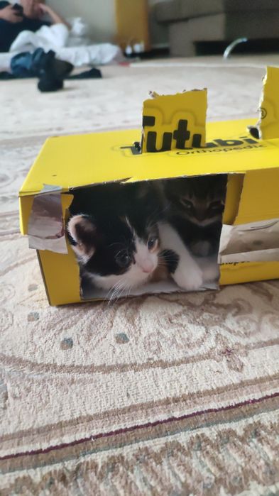 Котенок домашний