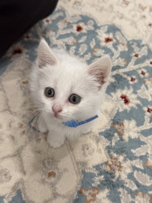 Котенок в добрые руки