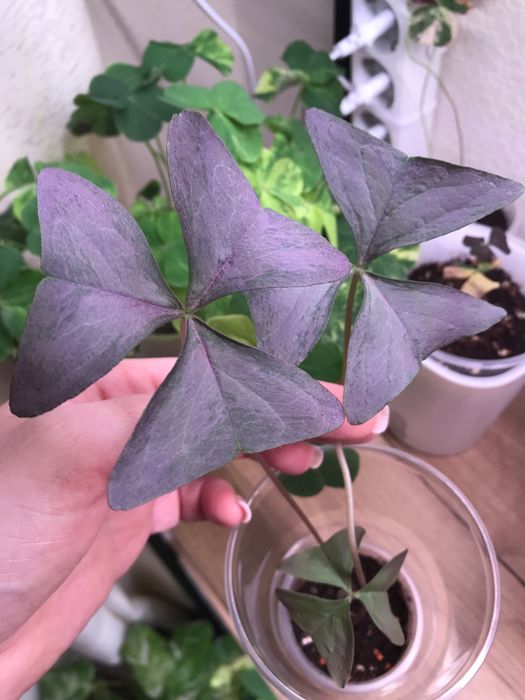 Оксалис Triangularis Радуга