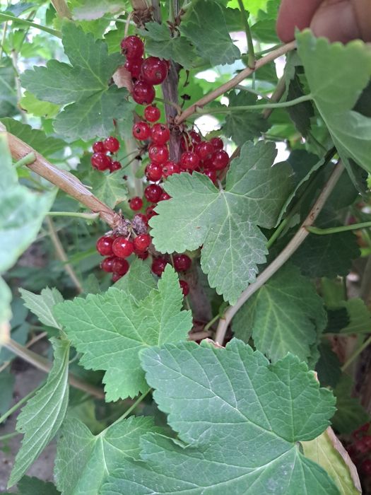 Продаю кусты красной смородины
