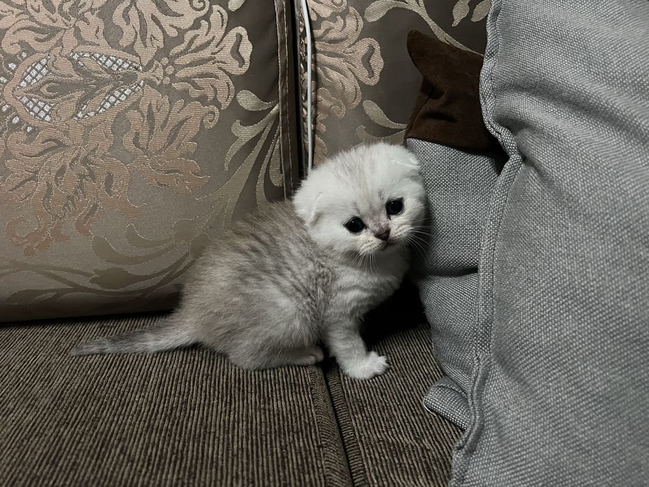 Британски  сребърни