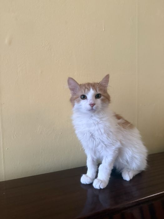 Мъжко дългокосместо коте търси своите хора