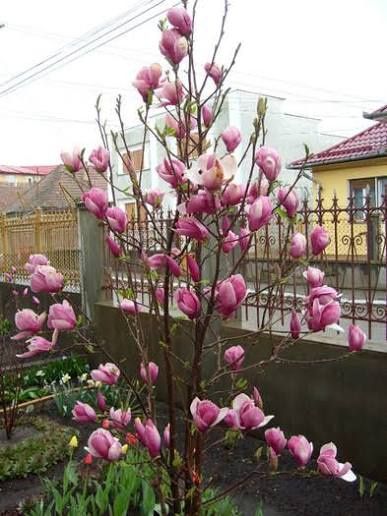 Magnolia rubra rustica