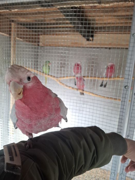 Kakadu roza Mascul  cu test adn