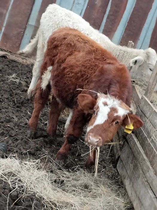 үш бас баспак 850 ге