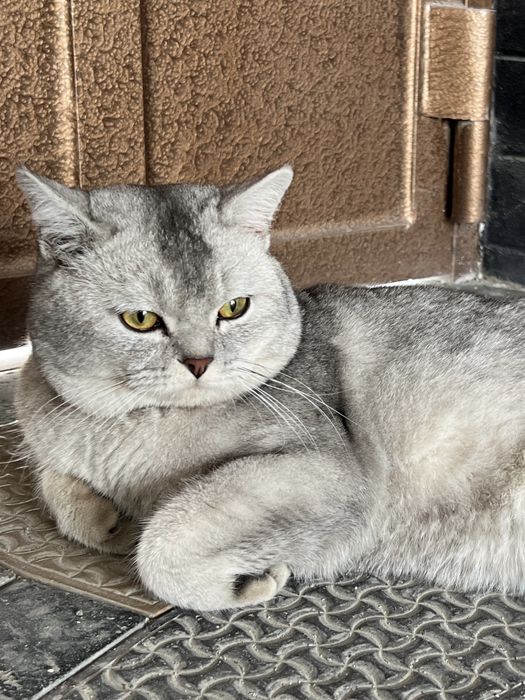 Шотландская страйт, чистокровная