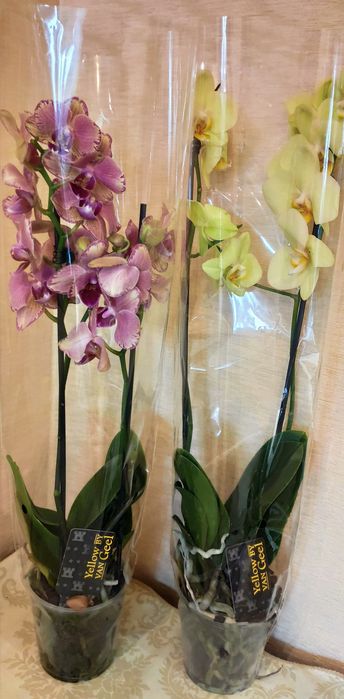 Орхидеи в наличии