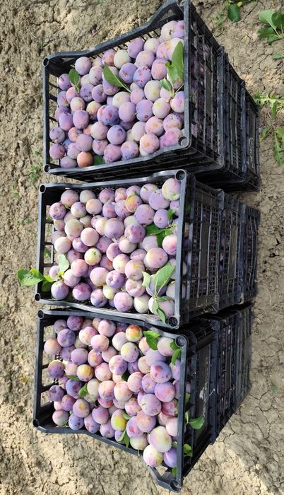 Prune Diana de vanzare