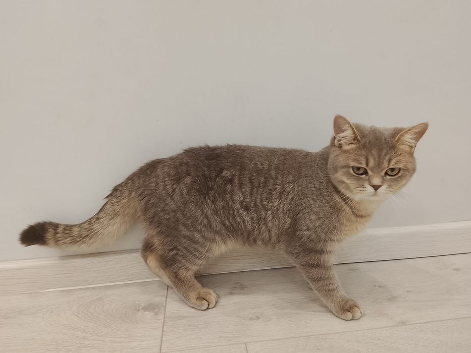 Кот смесь британца и шиншиллы
