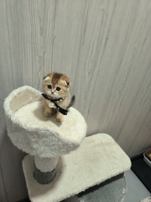 Котята Скоттиш фолд