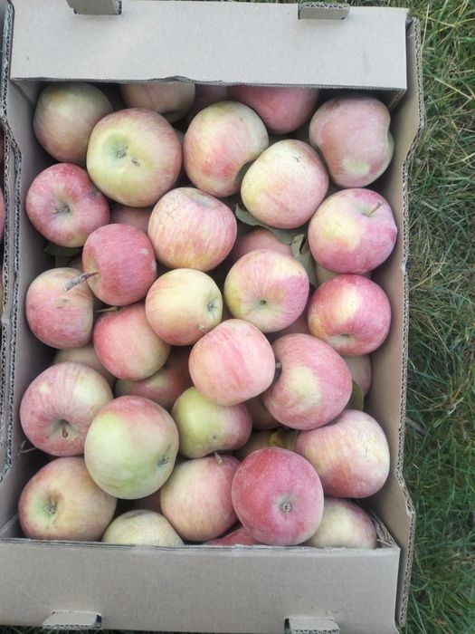 Яблоко свежее 1 сорт, урожай 2025г
