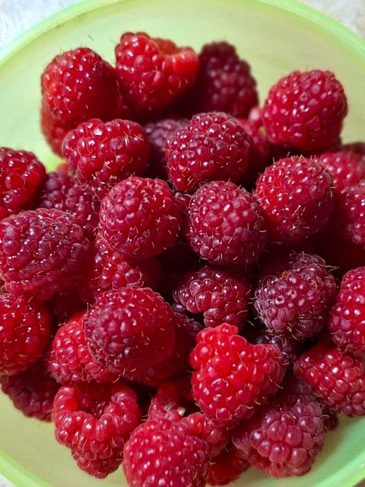 Малина крупная и сладкая