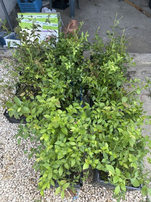 Боровинка Чандлър