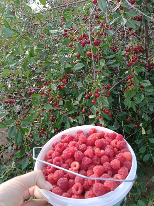 Дача СПП  с мебелью и всем необходимым