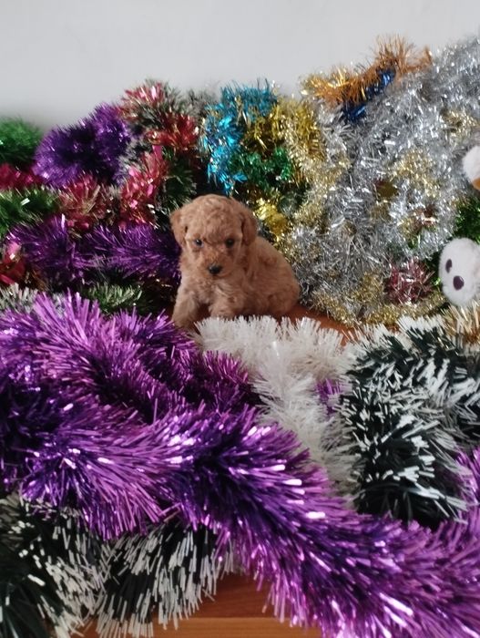 Той Пуделчета  Toy Poodle.
