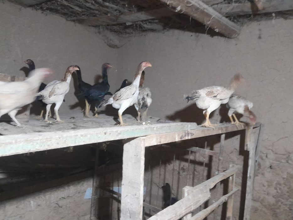 Yaqinda tuxumga kiradi