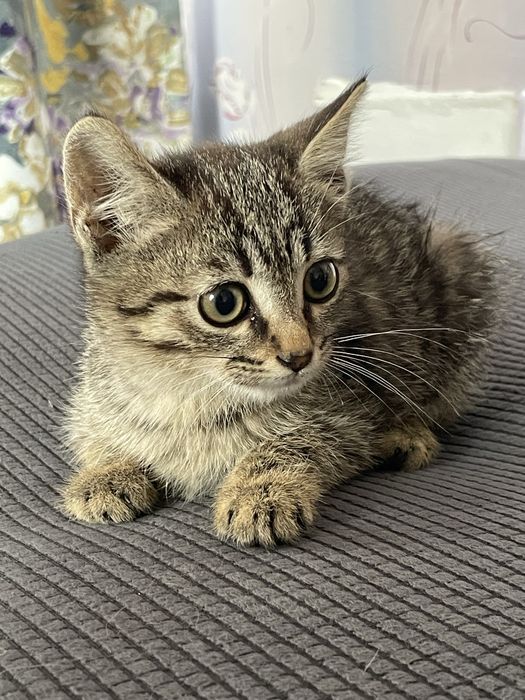 Ищем дом для котенка